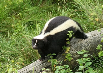 Exterminateur Moufette Infestation Montreal Rive Nord