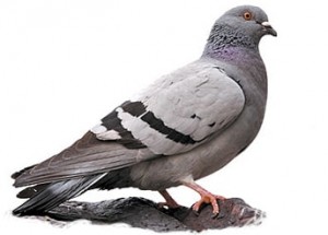 pigeon-extermination