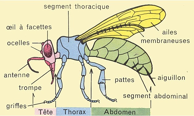 morphologie abeille