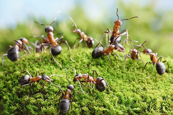  Comment trouver le nid de fourmis